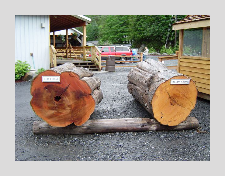Red Cedar and Yellow Cedar